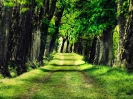 Цікаве про лісах