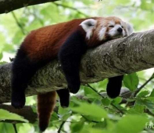 Лінь – одна з ознак інтелекту