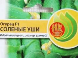 Купуємо насіння – огірки.