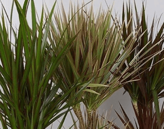 Види драцен: від майже пальм до самих незвичайних і рідкісних