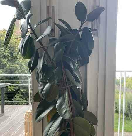 Фікусна тема