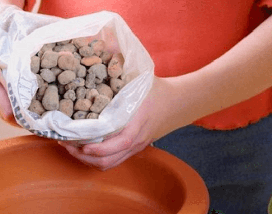 Як пересадити фікус в домашніх умовах-правила і нюанси